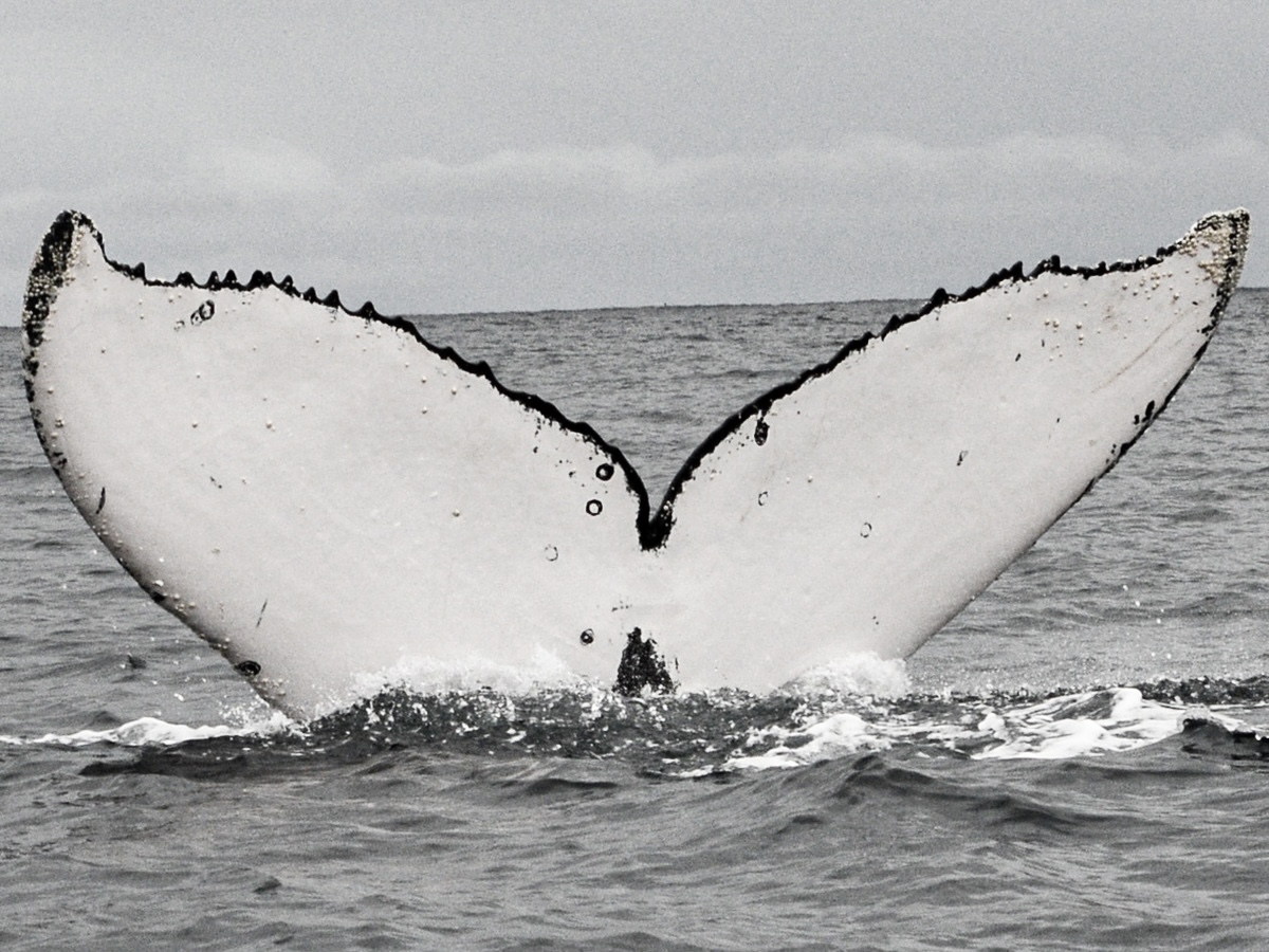 Tail 1