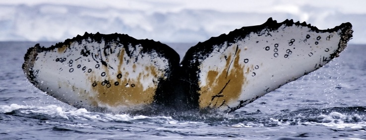 Tail 4